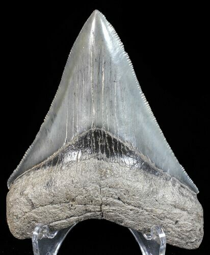Glossy, Serrated, Megalodon Tooth - Georgia #55687